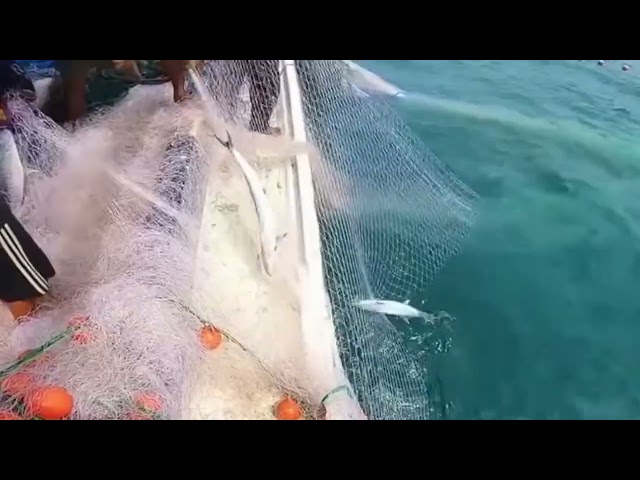 🔴 A documentary video about how to fish wahoo with gillnet fishing gear