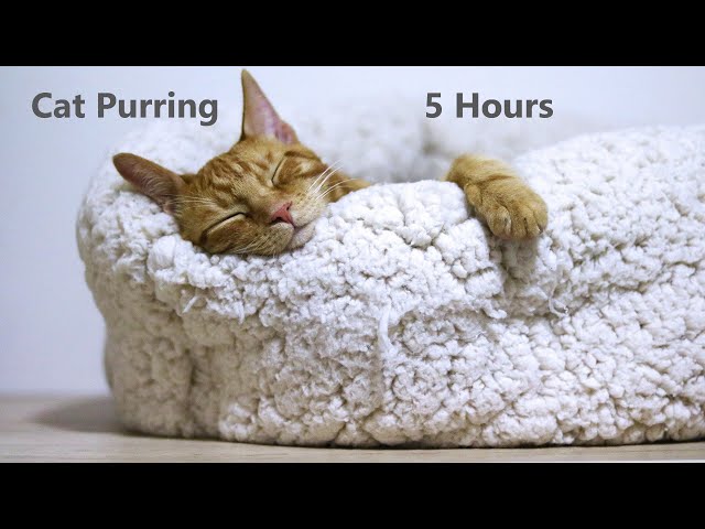 5 Hours Cat Purring | Comforting Sounds for Sleep | ASMR |