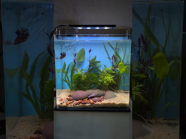 Low Budget Planted Aquarium Setup I Betta tank setup #shorts #shortsvideo #trending