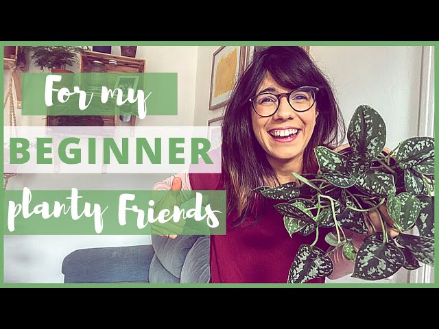 BEST HOUSEPLANTS FOR BEGINNERS | indoor plants for beginners!