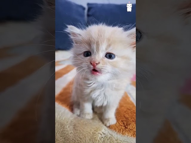 cute little guys 😍😍🐱#funnycats #funnyanimals #petvideos #cat #catsoftiktok #fyp