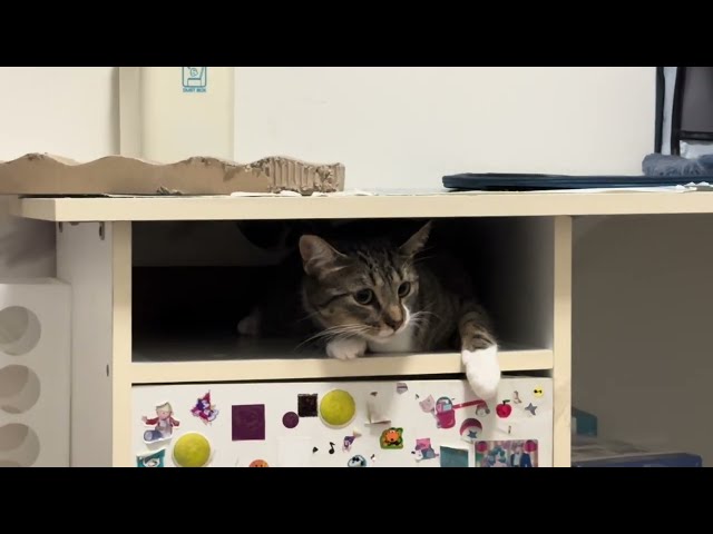 Cat in Cupboard