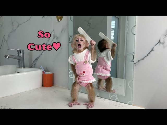 Monkey Kyo reacted funny when she first held a hairbrush in front of the mirror!