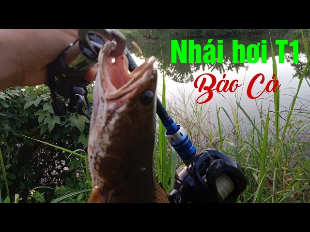 Câu Lure Cá Lóc | Hành Trình Đi Săn Cá Lóc (tập 5) | ao hoang lên cá khủng