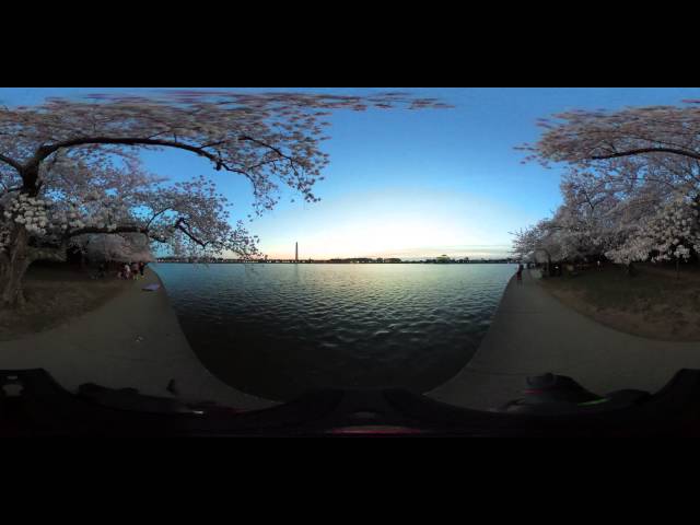 360° VIDEO: DC Tidal Basin sunrise during peak cherry blossom bloom