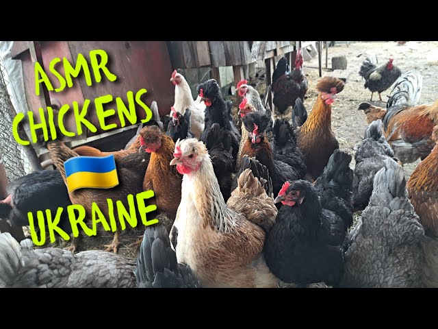 SOUNDS OF NATURE. LISTENING TO THE VILLAGE CHICKENS.ASMR.(СПІЛКУВАННЯ ДОМАШНІХ КУРЕЙ.ЗВУКИ ПРИРОДИ)