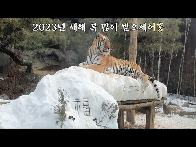 태호의 2023 새해 인사? Happy New Year Tiger Valley