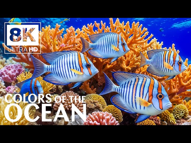 8K Aquarium Wonders (VIDEO ULTRA HD) 🐟 Beautiful Coral Reefs - Sleep Meditation and Relaxing Sounds