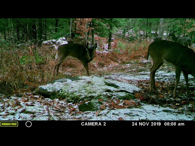 Trail camera photo time lapse, then it was attacked by something.