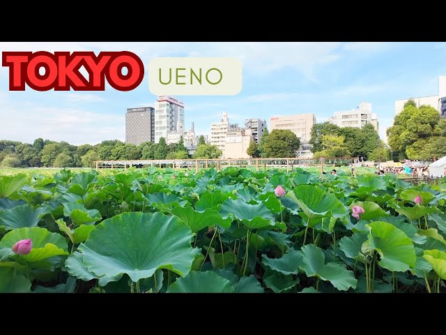 🇯🇵du lịch tokyo Nhật bản :  NGẮM HOA SEN , CHUÔNG GIÓ  lễ hội mùa hè trong công viên UENO TOKYO