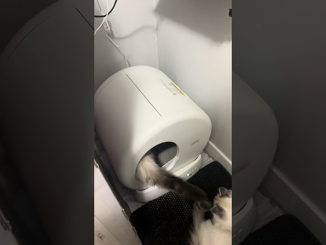 MeoWant Self-Cleaning Cat Litter Box Review - Less than $1.30 a day?