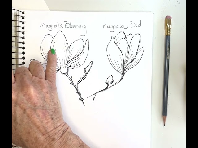 Beginner-Friendly Magnolia Sketch🌟 Get Ready to Paint in watercolor - PART 1