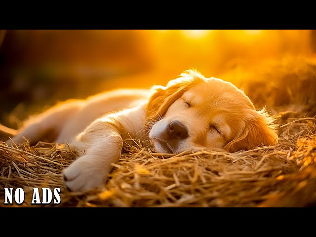 Music for dogs to sleep deeply🐶Anti-anxiety music for dogs🐶Music to help dogs sleep🎵