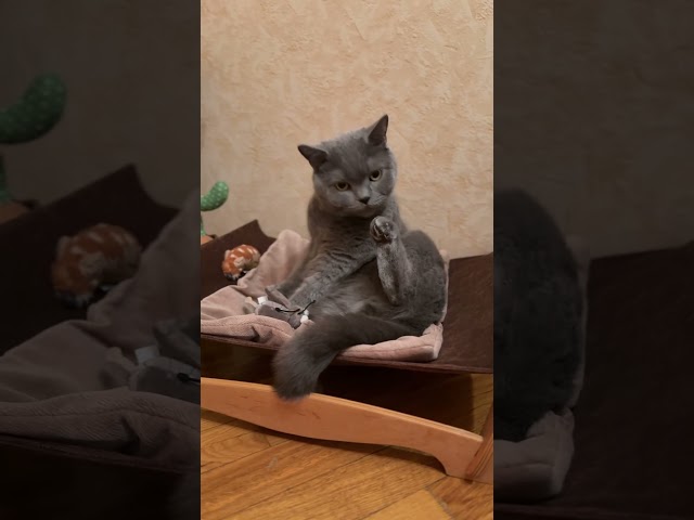 Watch This Grey Cat's Hilarious Reaction To Being Petted