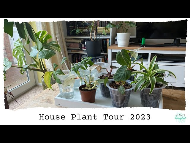 Houseplant Tour 2023