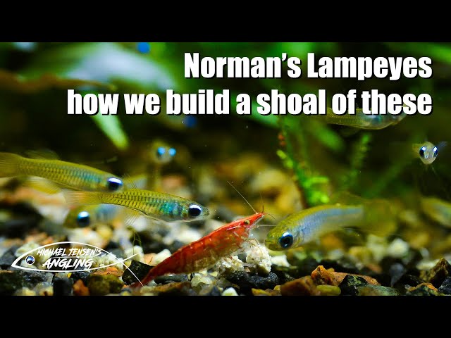 Norman's Lampeyes - How we built a shoal of these