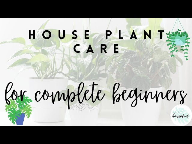 Beginner's Guide to House Plant Care | INDOOR PLANTS CARE TIPS