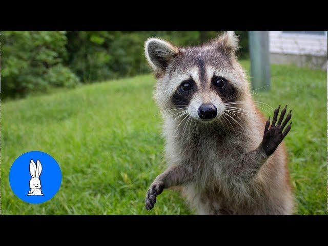 Raccoons Wearing Clothes - FUNNIEST Compilation