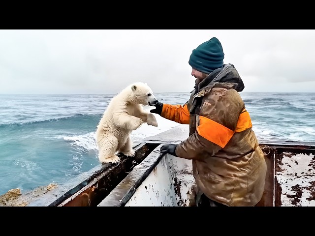 Sailors save lost polar bear cub, but then the unbelievable happens