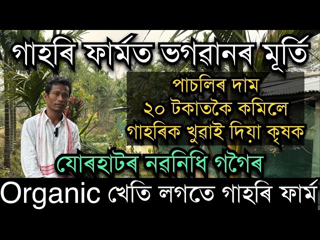 আচৰিত খেতিয়ক।পাচলিৰ দাম কেজিত ২০ টকাতকৈ কম হলে খুৱাই গাহৰিক।Organic farmer Nabanidhi Gogoi। Pig farm