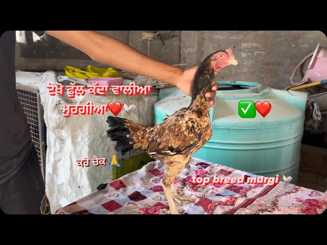 ਦੇਖੋ ਫੁੱਲ ਹਾਈਟ ਦਿਆ ਮੁਰਗੀਆ |rooster breeding chickenMedium volumerooster mating chicken soundLow