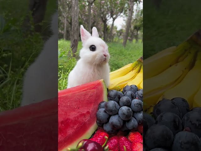 #rabbit #dog #cutepet