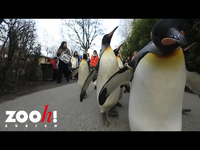 360 Grad Video der Pinguinparade