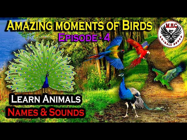 Learn Animals Names & Sounds Ep-4 | Peacock, Parrot, Crow & Hen | Amazing moments of Birds