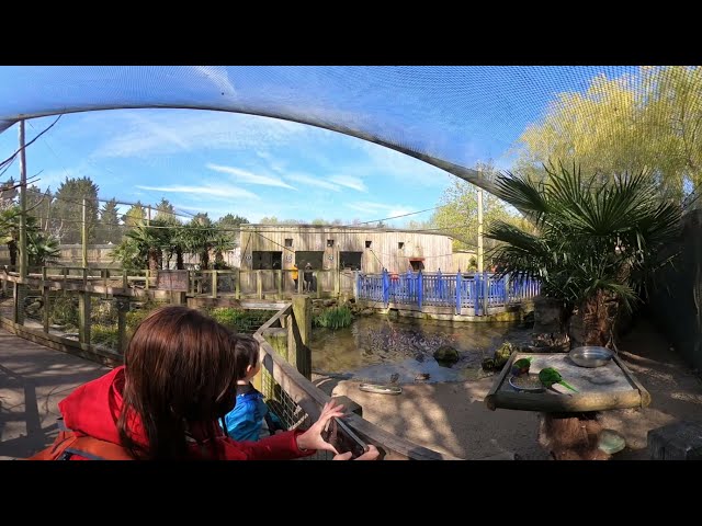 LORIKEET LAGOON WALKTHOUGHT @ CHESSINGTON VR