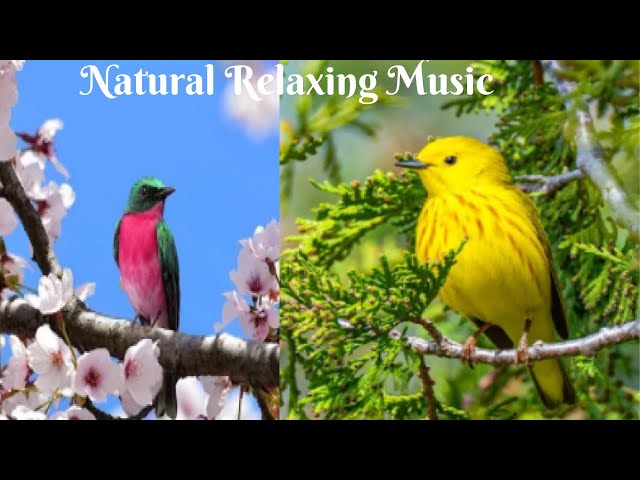 Beautiful Relaxing Music - Stress Relief Music  Positive Energy  Morning Music  Meditation  Spa