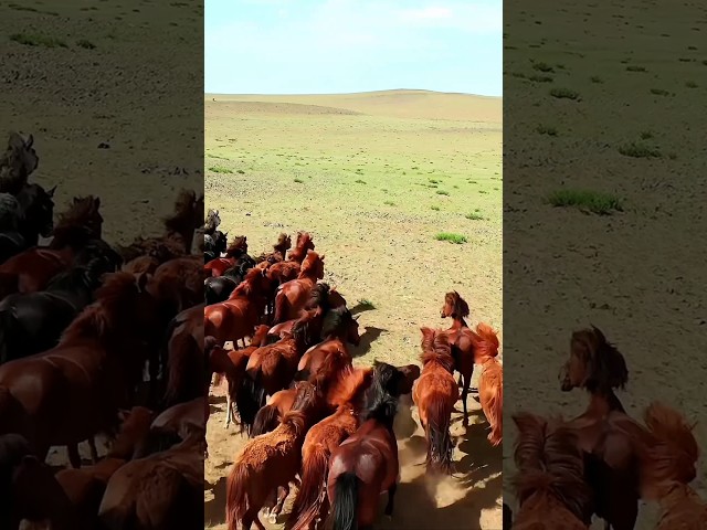 Beautiful Horses Running Free