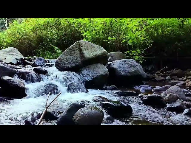 Harmonious Birds Chirping | Beautiful Stream Sounds Lovely Nature Sounds | Cozy Paradise