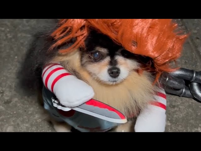 Compilation of Mocha Pom Shorts June 2024 | Cute Dog Shorts