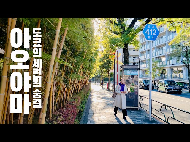 A Walk Through Aoyama, Tokyo: From Golden Ginkgo Trees to Winter Illuminations