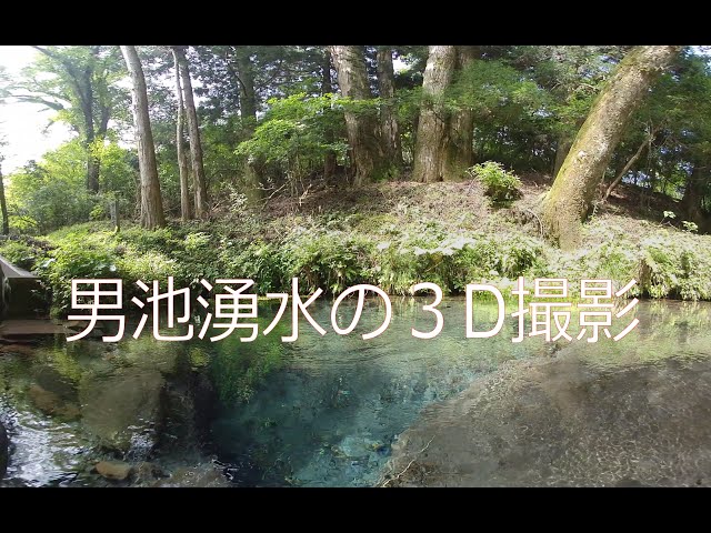 男池湧水 　 1日に約2万tの湧出量 ❣【VR180】　Male pond spring water: approximately 20,000 tons per day❣