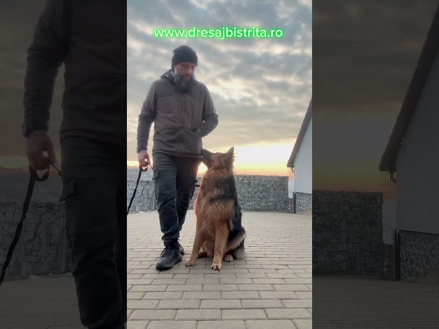 Ciobănesc german cu păr lung #alinmoldovan #dresajcanin #germanshepherd #germanshepherdpuppy