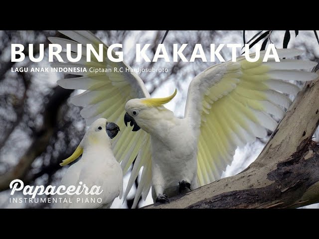 Burung Kakaktua - Lagu Anak Indonesia | Piano Composition by Papaceira