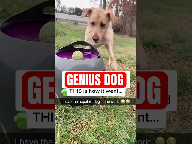 Meet the Genius Dog That Masters Fetch Without You!