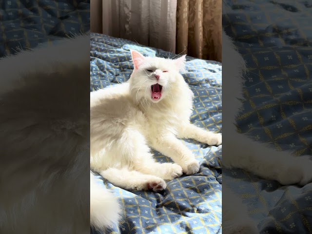 Funny cat video 🤪🤣🤣🤣 #shorts #cats