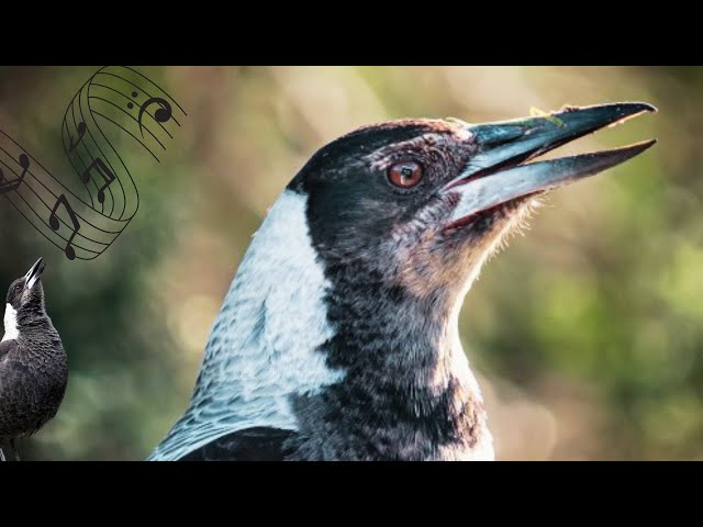 Magpie Baby Best Warbling Sounds | Talking Calling Singing 🎵