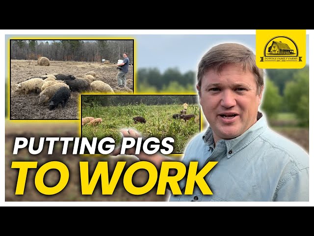 Planting Cover Crops with Pigs