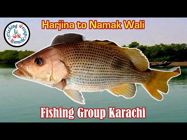 Mangroves Bottom Fishing | Harjina to Namak Wali | Fishing Group Karachi | #karachifishing