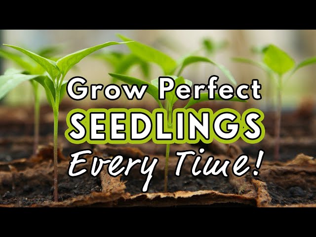 Seed Starting Success: Sow Like a Pro! 🌱