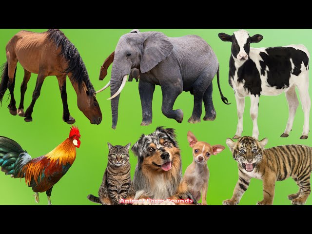 Farm & Wild Animal Sounds: Horse, Elephant, Cow, Rooster, Cat, Dog, Tiger Cub, Puppy - Animal Videos