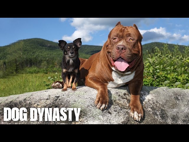 Hulk & The Chihuahua With The Pit Bull Attitude | DOG DYNASTY