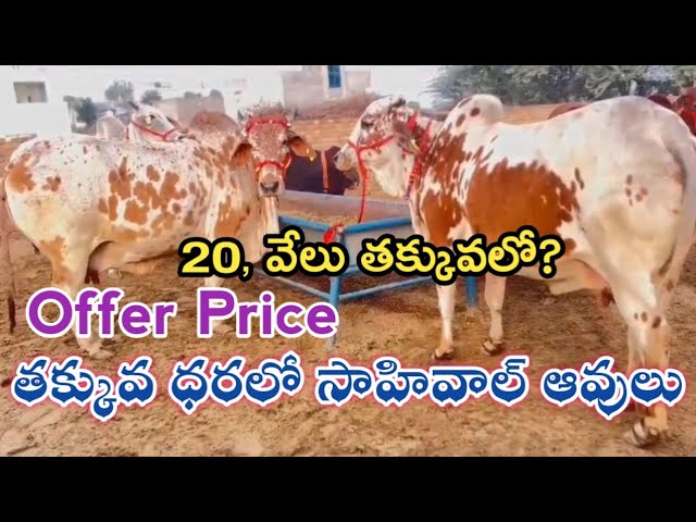 Offer Price సాహివాల్ ఆవులు | Haryana Shahiwal Cow Sale | Haryana Shahiwal Cows Info @jainkisan