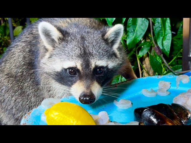 Raccoons are Eating Seafood | Funny Raccoon ASMR