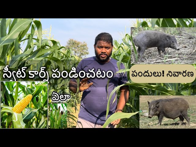 స్వీట్ కార్న్ !!పండించటం!! #gajwel #telangana #youtube #telugu #vyavasayam #former #youtube #india