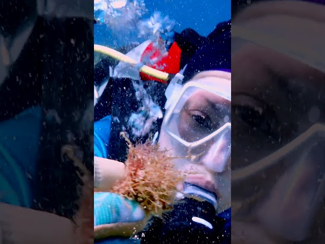 "When You Casually Stumble Upon A Star" | Circle Marked Brittle Star | Coral Restoration  4K