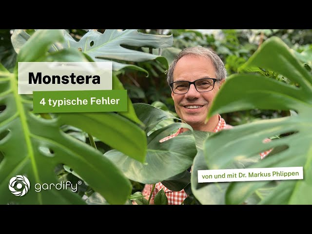 Monstera - 4 typical mistakes that can be easily avoided.